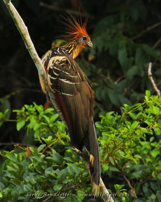 Sur le chemin, nous rencontrerons nos « voisins » et nos « Hoazin » (« voisin » en Québécois!)… 