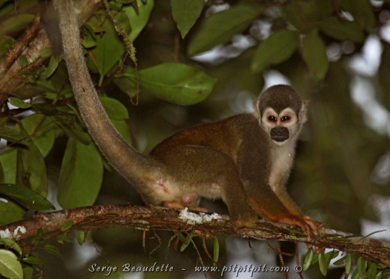 Nous croiserons nos premiers singes, des singes écureuils, une première pour moi!!!
