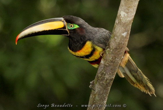 Comme si je n'étais pas là, les araçaris s'alimentent goulument en attrapant de nombreux insectes en vol! Des captures d'une très grande précision avec un bec immense! Comme faire du tricot avec des bâtons de baseball!