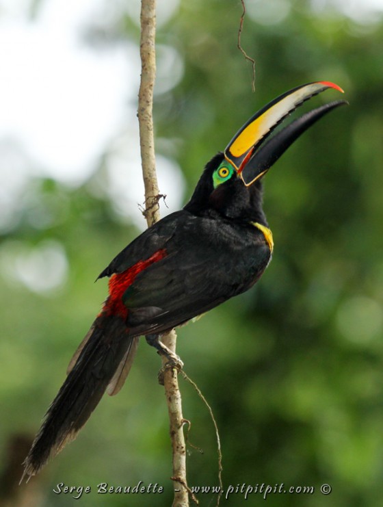 Araçari multibandes