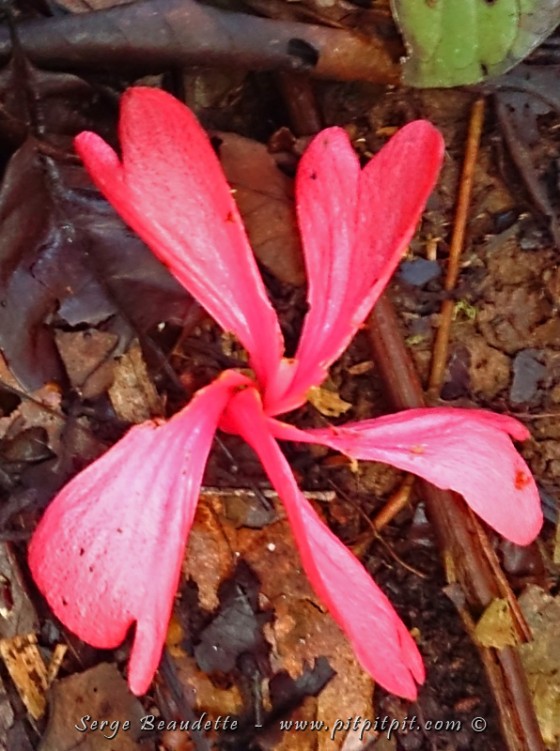 La nuit me réservera personnellement de GRANDES surprises!!! …Je garde le tout pour demain… D'ici là, je vous laisse sur ces cœurs VRAIMENT uniques!!! Oui! Des cœurs ROSES!!!! …En fleurs!!!!! 5 en plus! C'est le summum…!