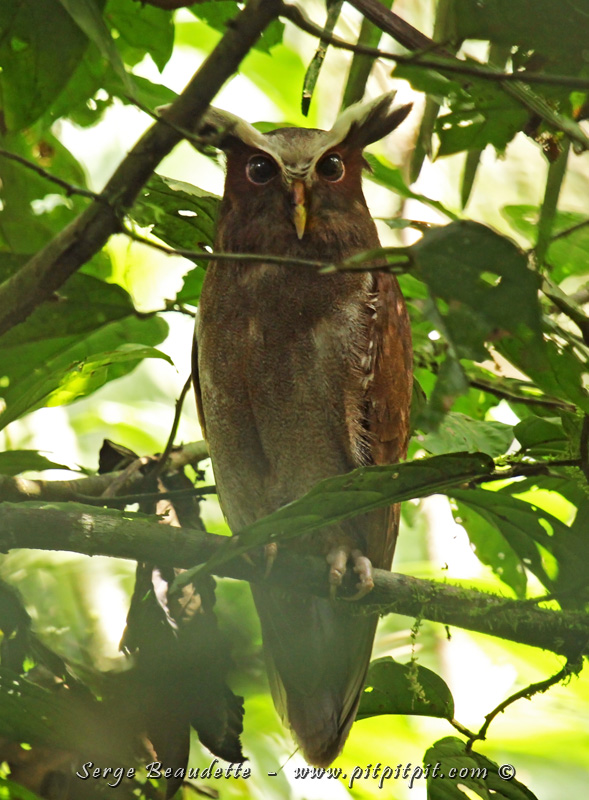 Un hibou aux sourcils démesurés!