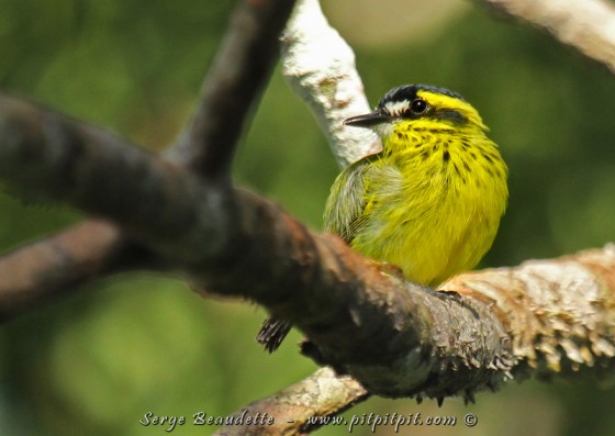 Tyranneau à petits-pieds