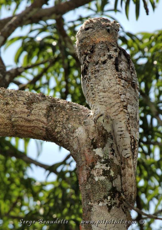 Un oiseau HYPER difficile à trouver et à observer... mais cette fois, juste à côté de nous au sommet de la tour d'observation de 40 mètres de haut!