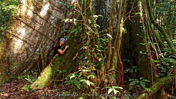 Cet arbre majestueux qui nous tient a été choisi parce que les chamans de la communauté, depuis des générations, voient, lorsqu’ils sont dans une transe ou un songe, cet arbre comme abritant toutes les espèces de la jungle… Je confirme que l’abondance y est absolue!!! Merci Grand Sage de nous offrir cette vue magnifique sur la vie!