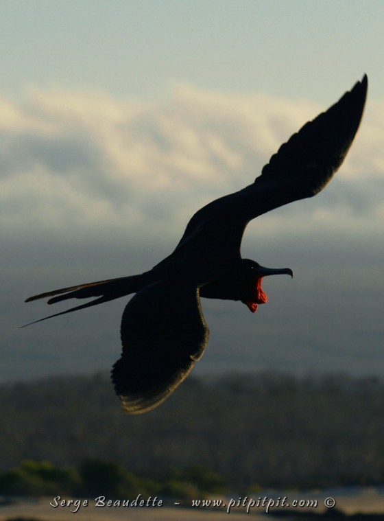 Les Frégates superbes suivront le bateau durant TOUS nos déplacements!!! Ces pirates géants de la mer accompagneront les voyageurs dans leurs rêveries, en volant CONTRE le vent, à 30 km/h, sans un seul battement d'aile!!!  