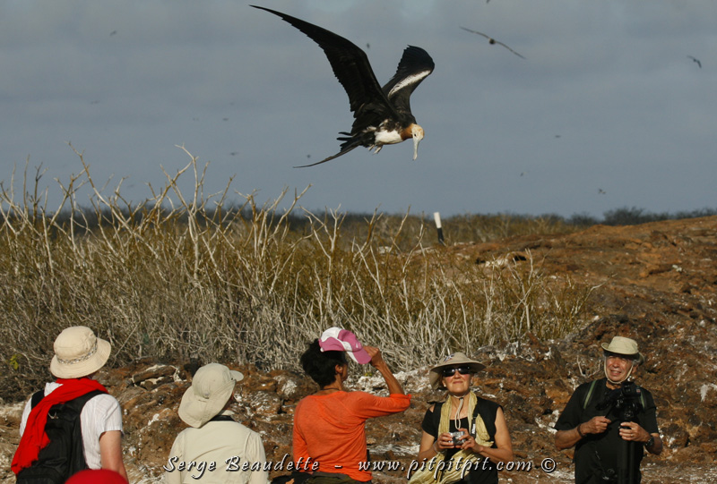 Nous visitons pas moins de 9 îles (sur 13!), dont les populaires îles de Genovesa (reconnue comme étant l'Île aux oiseaux! Et très peu visitée vu son éloignement des autres îles...), Isabella, Fernandina… et même Floreana lors d’une excursion optionnelle d’une journée après la croisière principale! Ce sont les 4 coins de l’archipel en 8 jours, alors que les croisières habituelles choisissent deux régions parmi les 4!