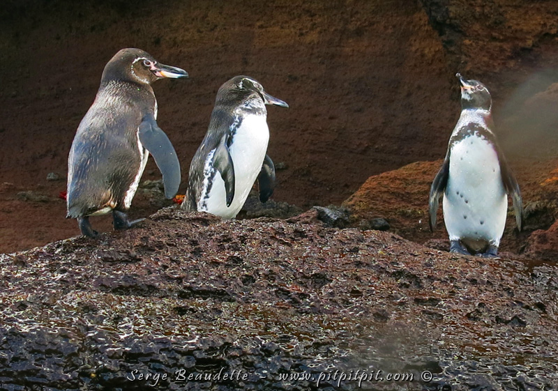 Par exemple, nous voyons les Manchots des Galapagos, des manchots adaptés à la chaleur!