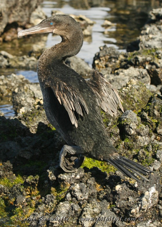 Le seul endroit pour voir des phénomènes de l'évolution naturelle, comme ce très rare Cormoran aptère... avec des ailes devenues trop courtes pour voler... mais qu'il fait quand même sécher, comme les autres cormorans, par habitude sans doute!