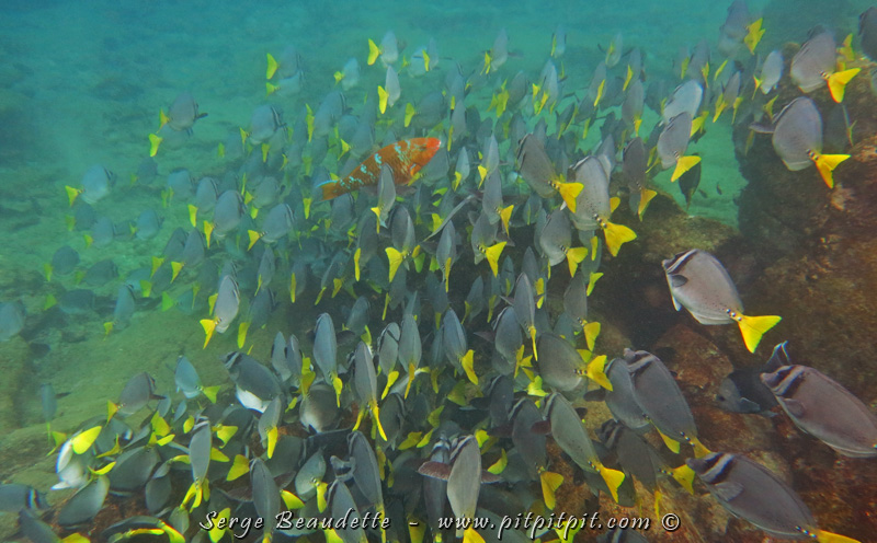 Même si quelqu’un ne sait pas nager, avec le guide, une ceinture et un masque, des dizaines de milliers de poissons...