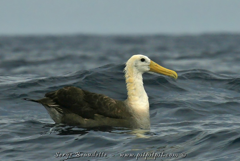 La croisière optionnelle d’une journée sur l’Île de Floreana nous permet d’ajouter les dernières espèces : Albatros des Galapagos...