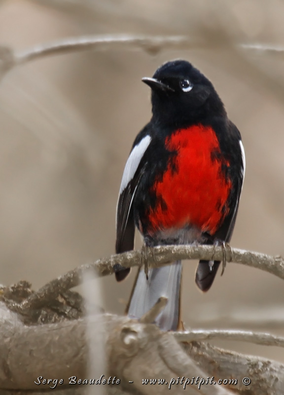 Retour dans le rouge pour une paruline résidente toute spéciale et très impressionnante: la Paruline... à poitrine rouge? ...non! La Paruline à ailes blanches! ...Des ailes blanches qui s'agencent au demi cercle oculaire qu'elle arbore juste au dessous de l'oeil et qui lui donne un petit air tristounet! ...Impression qui se dissipe quand on entend son chant joyeux qui retenti partout, joué par cette merveille tout de même assez abondante!!!