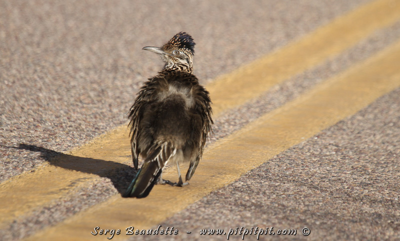...Dès demain, nous continuerons le voyage, à travers l'angle des splendides oiseaux de là-bas, extrêmement généreux pour nous! Pour vous! ...Comme l'emblématique "Road Runner" (le Grand Géocoucou!) ...J'ai regardé tout autour s'il y avait un coyotte... Bip,bip! À demain!!!