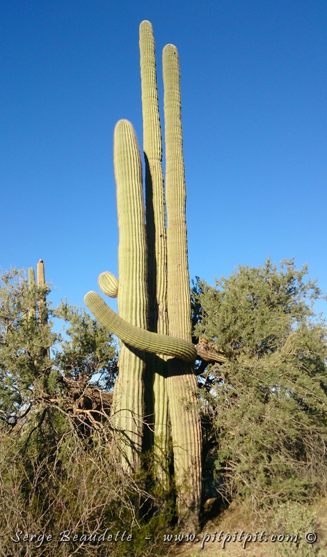 Ici, même les cactus, malgré leurs épines, se font des câlins!
