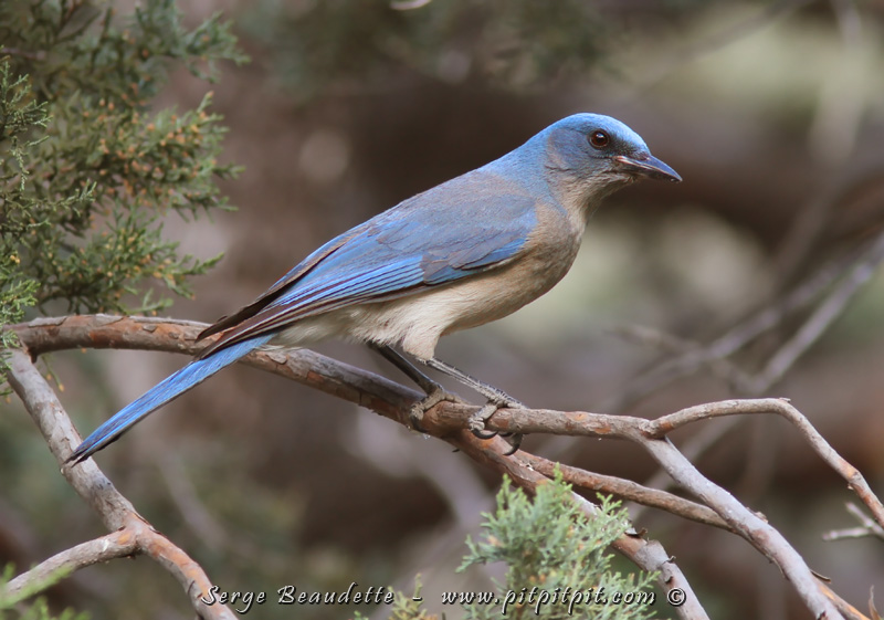 Le Geai du Mexique est un oiseau magnifique, et hyper abondant en plus! C'est leur "moineau" là-bas!!! ...Attention de ne pas prendre son beaucoup rare et plus recherché cousin qui lui ressemble beaucoup: le Geai buissonnier!