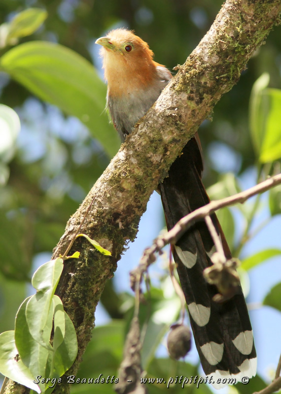 13e édition de voyage au Costa Rica, et encore, nous aurons vécu une expérience EXTRÊMEMENT riche!!! Le Piaye écureuil, un oiseau assez commun, nous souhaite la bienvenue chez eux!