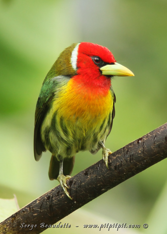 Une GROSSE surprise!!! De LOIN ma plus belle observation de cet oiseau tellement spectaculaire qu'est le Cabézon à tête rouge! De près, lumière parfaite, plumage parfaitement "peint"!