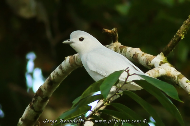 OIseau hyper recherché, d'une famille tout autant recherchée: le Cotinga neigeux! 4 observations inespérées de l'espèce durant le voyage!!! Oiseau immaculé, discret, furtif,...
