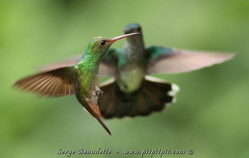 Une foule d'autres colibris, en interactions complexes et fascinantes... Ici, une Ariane à ventre gris (commune) avec une Mango de Prévost (plus rare!)