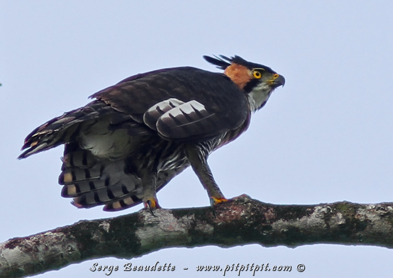Et l'observation la PLUS INESPÉRÉE, surprenante, RENVERSANTE: l'ÉNORME AIGLE ORNÉ!!!!! Conditions d'observation difficile à croire!