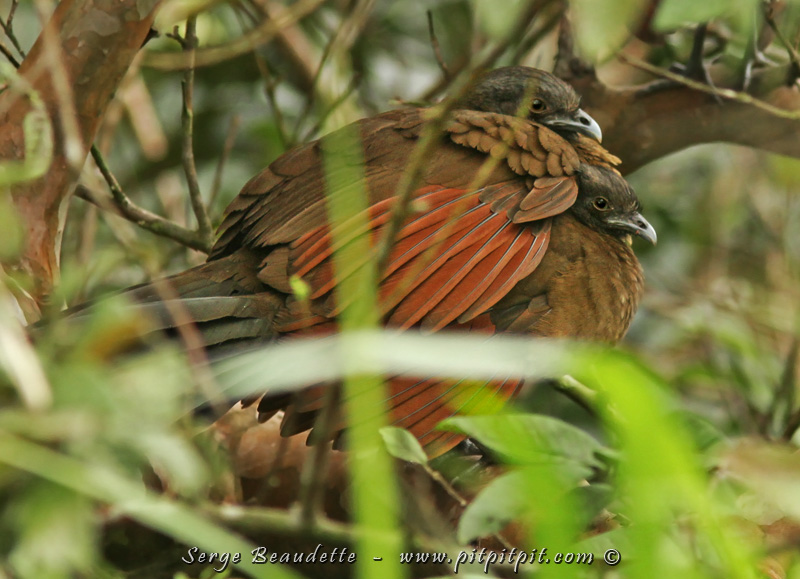 Dans les scènes de tendresse chez les oiseaux, celle-là est sans doute ma plus douce... une Ortalide qui protège son amoureuse de la pluie... Huuummm!