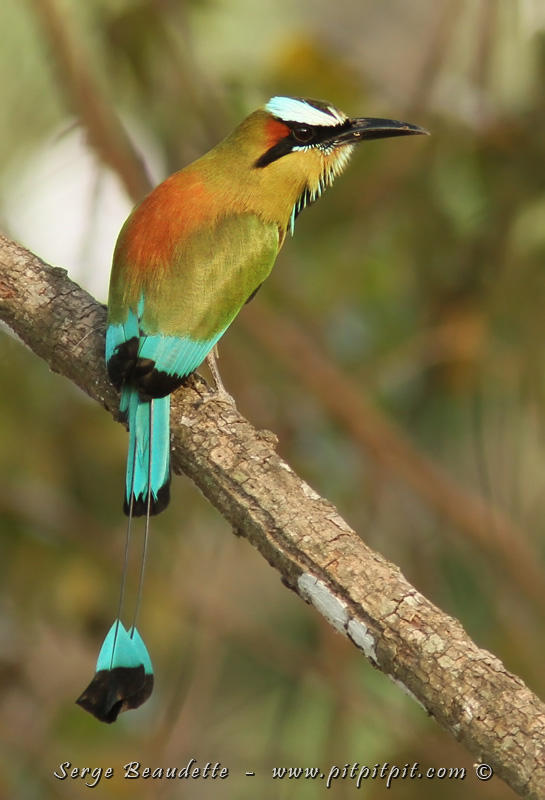 Une magnifique espèce, sans doute mon "Motmot" préféré: le Motmot à sourcils bleus, aux couleurs vives, voyantes et à la fois aux motifs distingués!