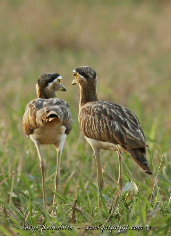 Un autre ÉNORME limicole... de CHAMPS celui là! Bien attendu des voyageurs: l'Oedicnème bistrié! Nous en verrons même 2 couples et quelques individus solitaires! Très impressionnant!