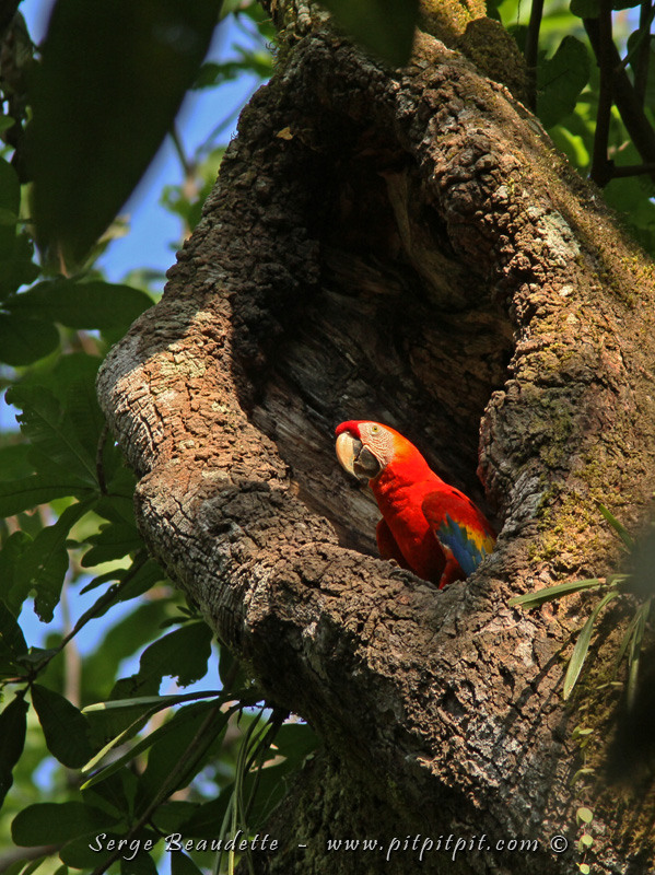 Pour la Xième année consécutive, dans un arbre énorme et très très haut, les Aras rouges ont refait leur nid, dans une énorme cavité! Un adulte nous salue au passage!!!
