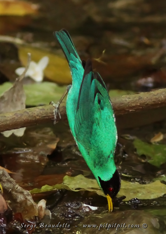 …Pour se baigner… et aussi pour s’abreuver! Le Tangara émeraude encore! MAGNIFIQUE! …Viennent aussi plus de 12 autres espèces!!! Imaginez!!! Dont le splendide Colibri féérique, appelé le Colibri « Quetzal » à cause de sa longue queue qu’il ouvre en éventail… 