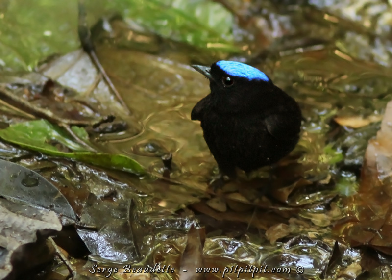 ...Des encore beaucoup plus rares et plus difficiles à observer (ma première photo potable de l'espèce): le Manakin à tête bleu (il se baigne lui aussi en même temps que les autres!!!