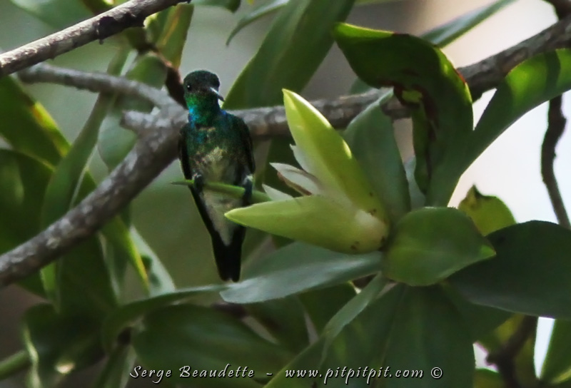 Et! L'ESPÈCE RECHERCHÉE ici, durant ce tour en bateau: le Colibri de Boucard (Mangrove Hummingbird en anglais). Un des 8 oiseaux endémiques au Costa Rica... et le 2e de 2 endémiques pouvant être vus durant ce tour (bien qu'il y ait une PANOPLIE de semi-endémiques! Espèce présente ici, et dans un seul autre pays). Ce colibri est une espèce que je n'étais jamais arrivé à photographier de façon "satisfaisante"... Bon! Ici encore, je ne le mettrais pas dans mon salon... mais on distingue très bien ses caractéristiques de queue fourchue, de ventre blanc et de gorge bleutée, un critère très peu souvent observé. Il faut dire que l'observation se fait à bonne distance, très brièvement, dans une végétation assez dense... et des fleurs qui sont la même couleur que les feuilles! Dur, dur, dur! 