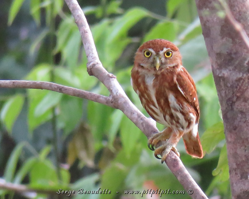 Un autre prédateur, beaucoup plus petit celui-là: la Chevêchette brune, qui tiendrait dans ma main! Une observation fabuleuse de cette petite chouette diurne que les autres oiseaux redoutent!