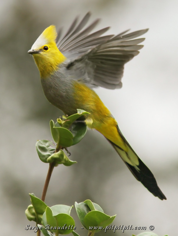Autour de lui, en très haute montagne, évolue quelques couples de Ptilogons à longue queue, des oiseaux espérés! Nous en avons même vu fabriquer leur nid avec des toiles d'araignées.