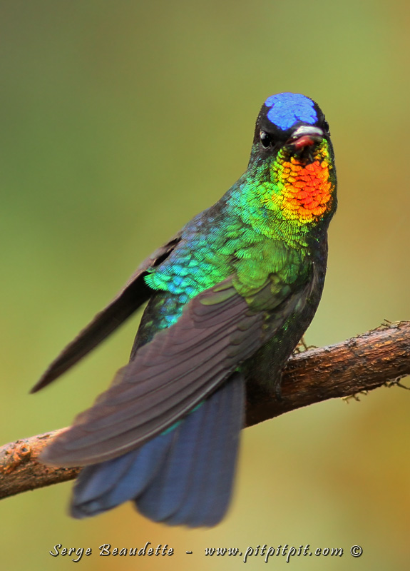 Au chapitre des oiseaux colorés, nous verrons une multitude de colibris, dont le plus coloré que j'ai vu, dont la présence est confinée à une très restreinte zone du pays: le flamboyant Colibri insigne!