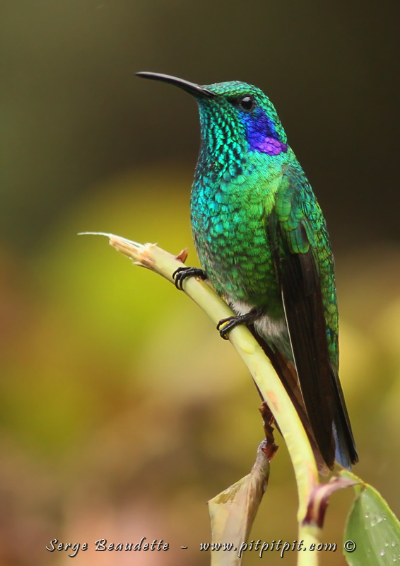 ...Ce n'est pas non plus pour le Colibri thalassin (je vous fais languir un peu!), un magnifique colibri, spécialité des altitudes aussi!!!