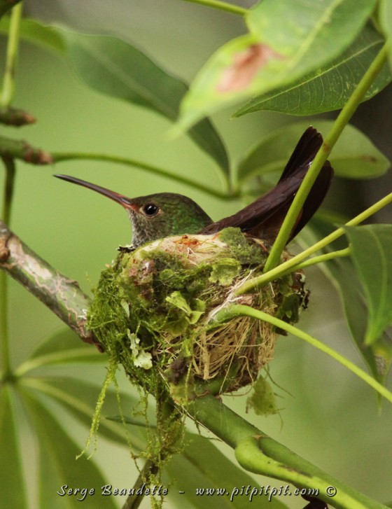 costa-rica-2016-mars-3-voyages-ornithologiques-serge-beaudette