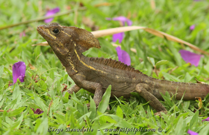 Basilic brun