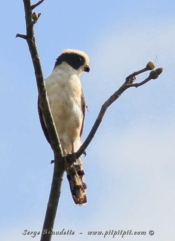 Macagua rieur