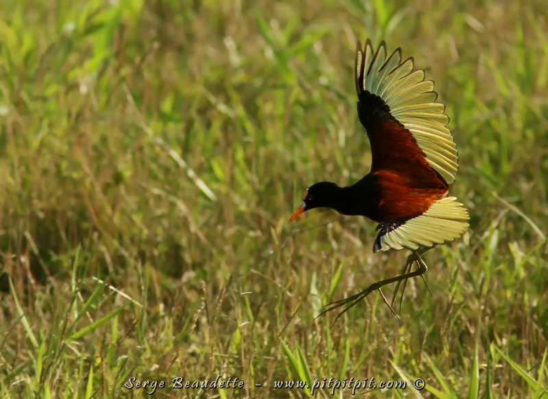Jacana du Mexique