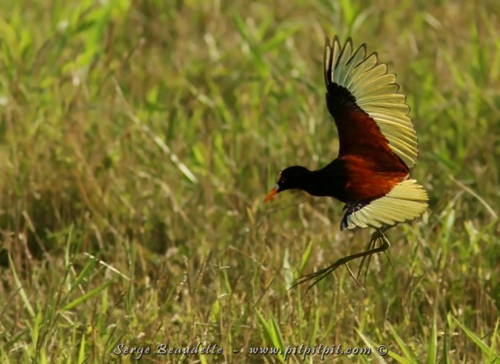 Le Jacana du Mexique qui exhibe ses rémiges jaune flash, qu'on ne voit qu'en vol... et les griffes aux ailes, vestiges de ses ancêtres les dinosaures!