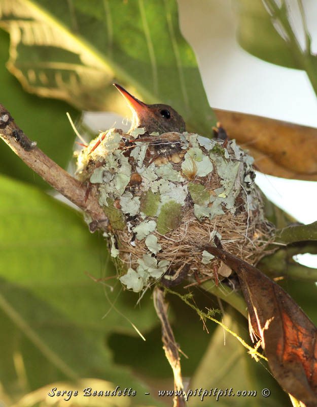 Nid de colibri