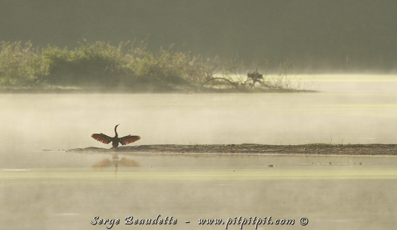 Anhinga d'Amérique