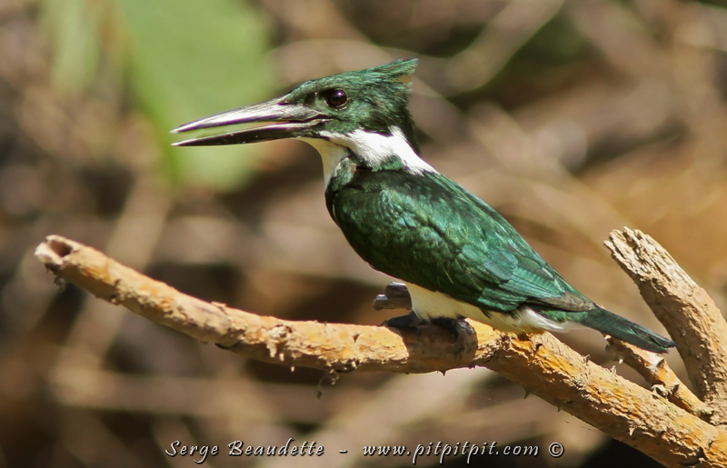 Martin-pêcheur d'Amazonie