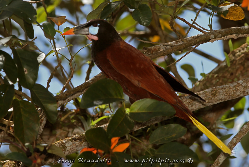 Cassique de Montezuma