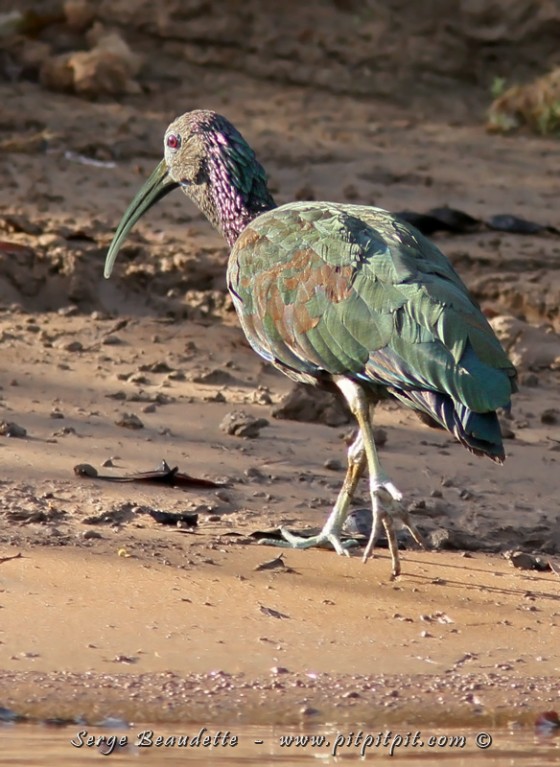 Au-delà du nombre d'espèces, ce qui compose réellement l'expérience que l'on retient d'un voyage est la qualité des observations! Cette observation très inhabituelle de l'Ibis vert, oiseau habituellement farouche et se tenant habituellement à couvert... ici, illuminé par une lumière parfaite, près de nous, à découvert, pendant longtemps... sera ma plus belle observation à vie de l'espèce!