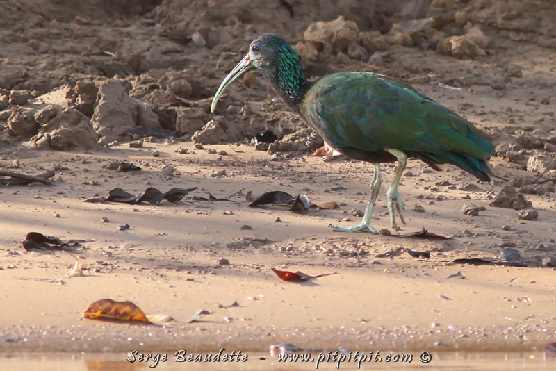Ibis vert
