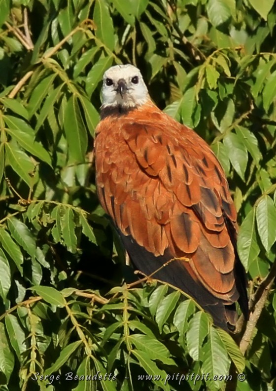 Dans les marais toujours, une PREMIÈRE observation à vie pour moi: l'énorme Buse à tête blanche qui nous a fait un spectacle grandiose!