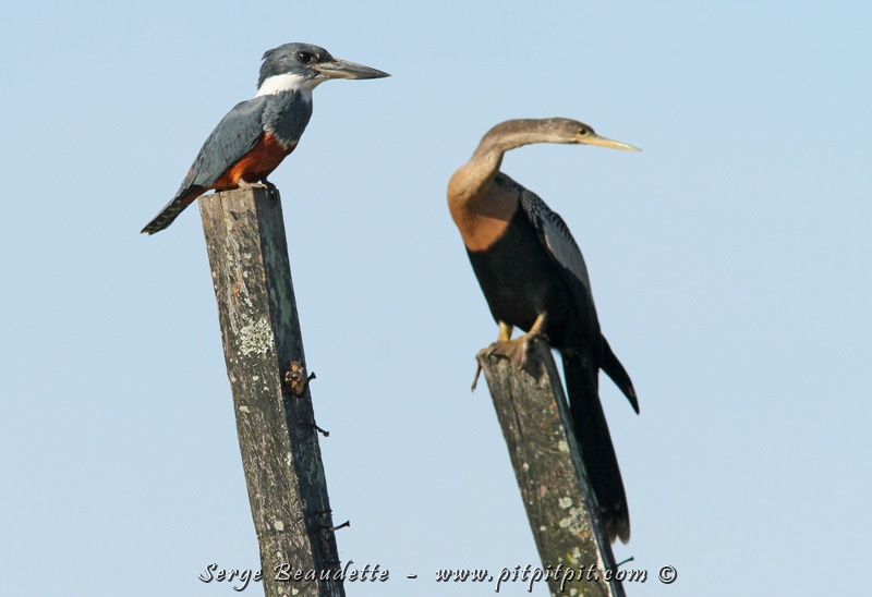 Martin-pêcheur roux et Anhinga d'Amérique
