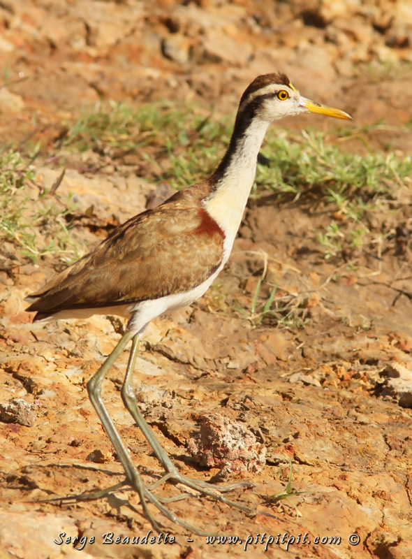 Jacana du Mexique