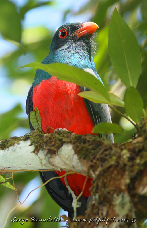 Trogon de Masséna